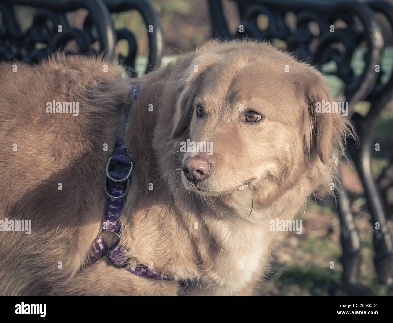 Nahaufnahme eines Golden Retriever im Park. Stockfoto