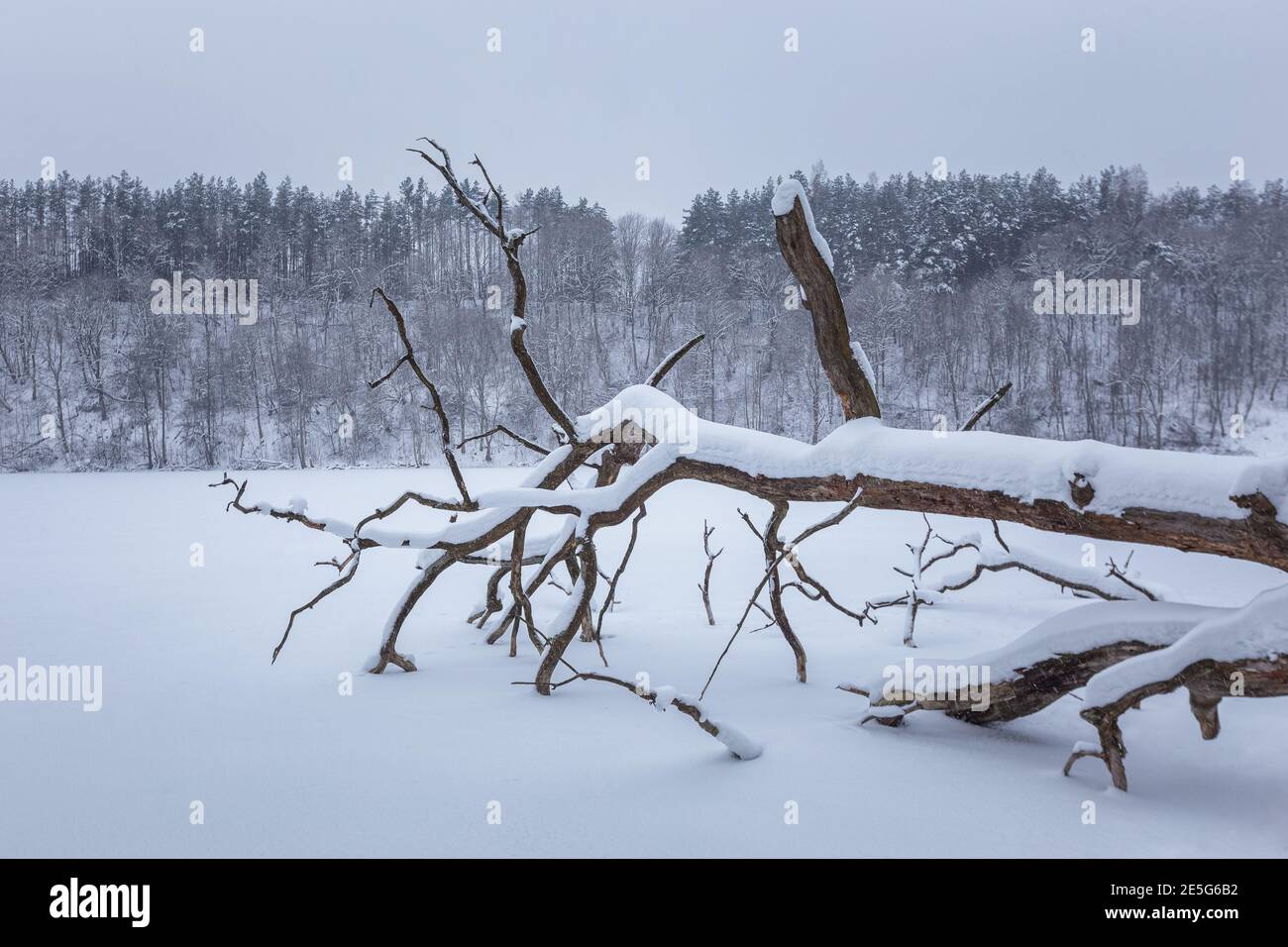 Seltsame Zweige bedeckt mit Schnee über gefrorenem See Stockfoto