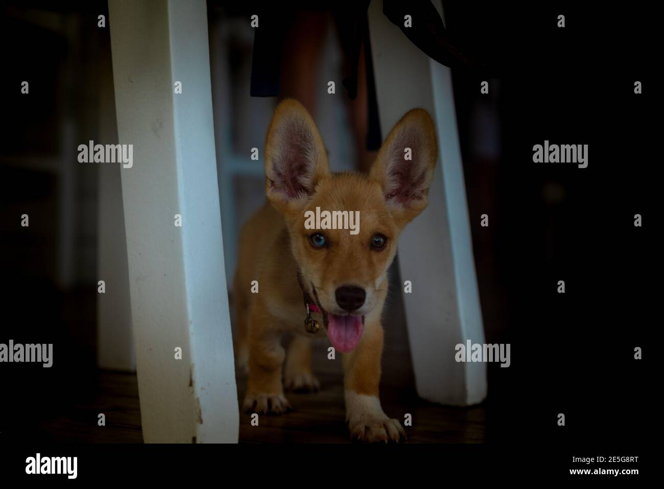 Lustige Hund Welpen Whit Sehr Große Ohren Stockfoto