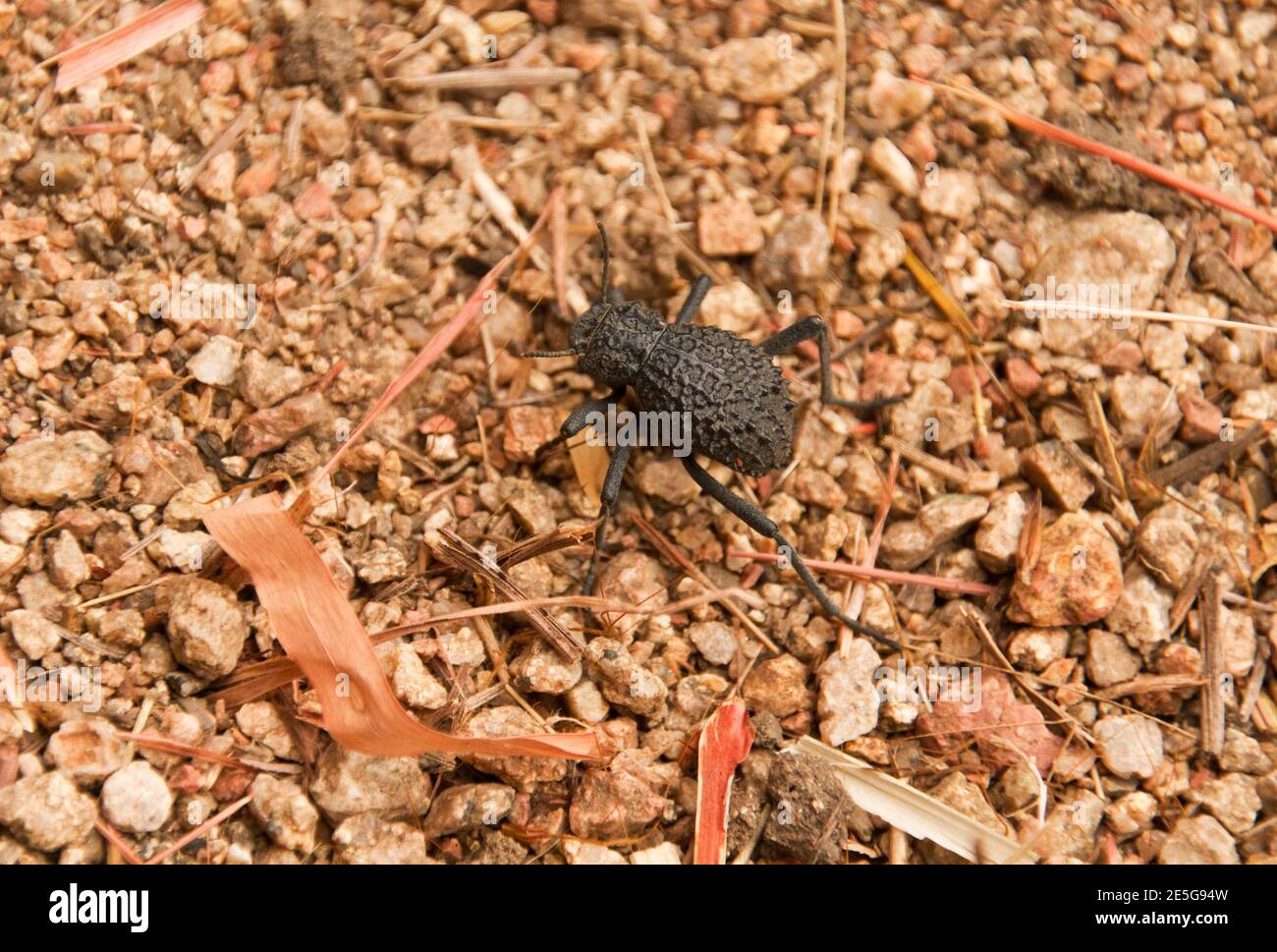 Die Enebrioniden oder Darkling Käfer sind eine große und abwechslungsreiche Familie. Die meisten sind terrestrisch und einige sind flugunfrei. Stockfoto