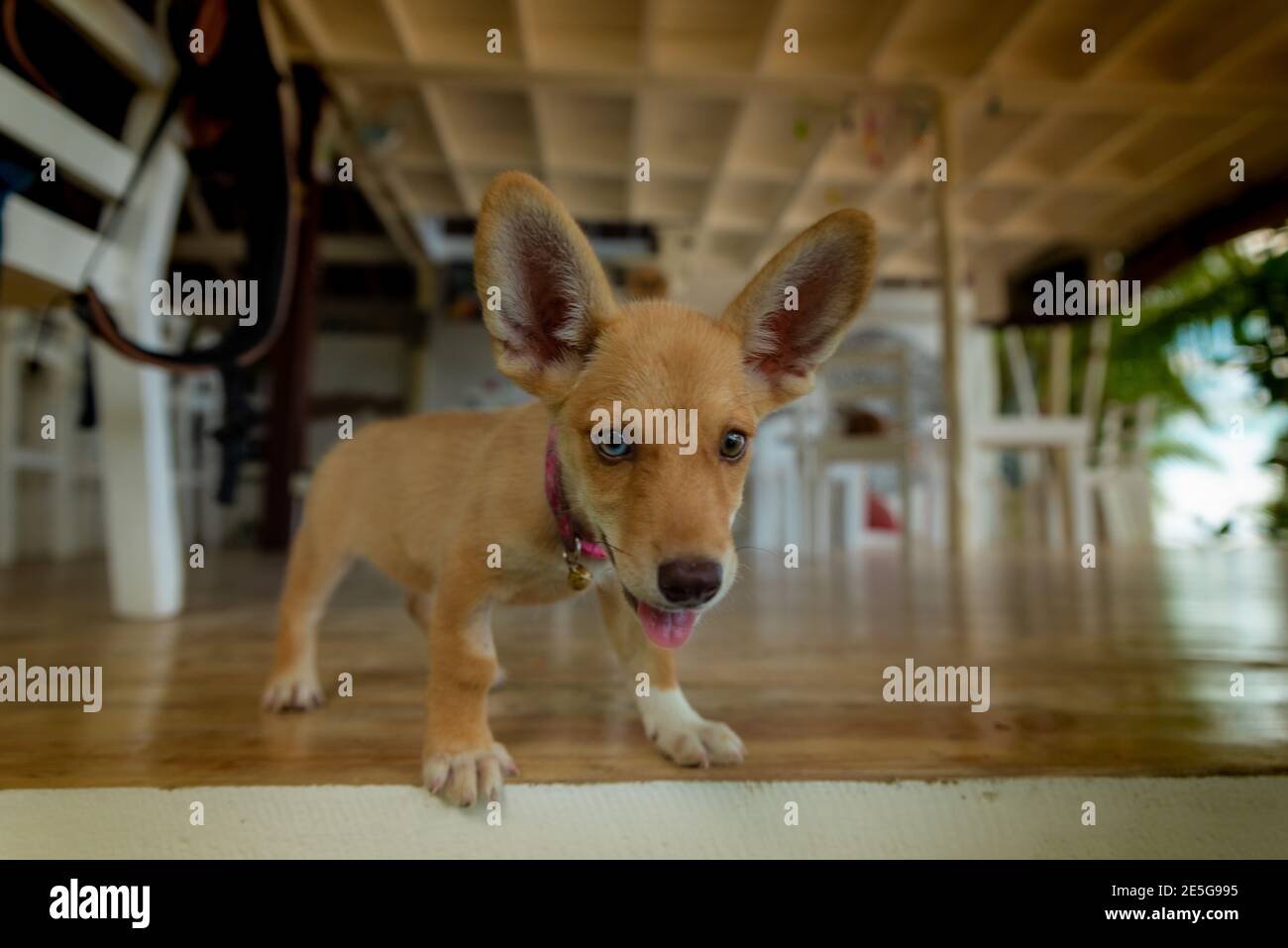 Lustige Hund Welpen Whit Sehr Große Ohren Stockfoto