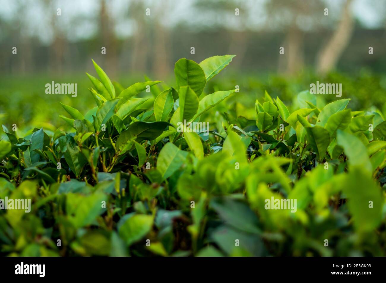Camellia sinensis bevorzugter Common Name Tee. Taxonomischer Baum, Domäne, Eukaryota, Königreich Plantae Stockfoto