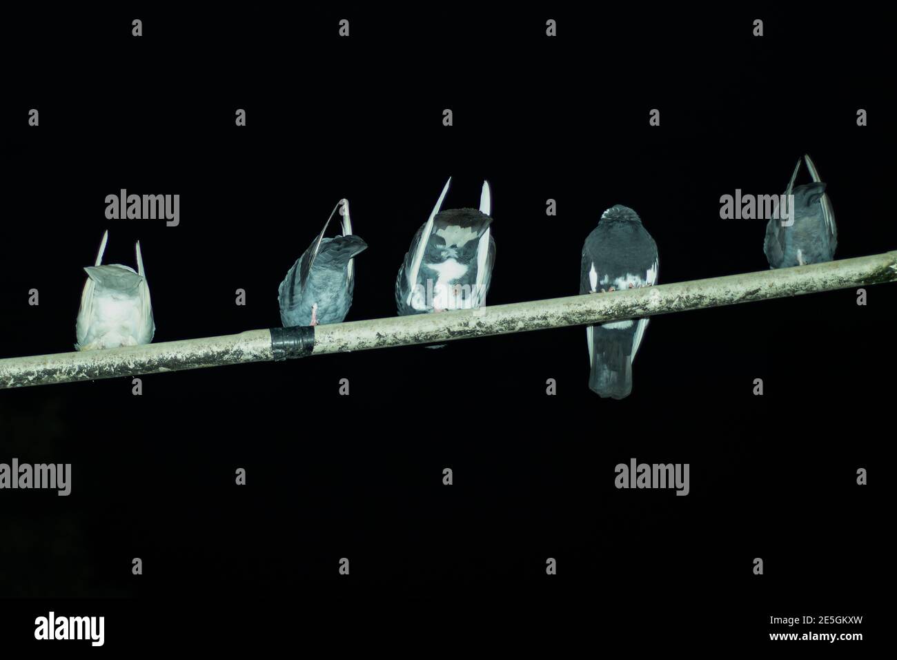 Fünf Tauben sitzen oben und ein hängendes Rohr hinein Schwarzer Nachthimmel Stockfoto Fünf Tauben sitzen oben und ein hängendes Rohr hinein Schwarzer Nachthimmel Stockfoto