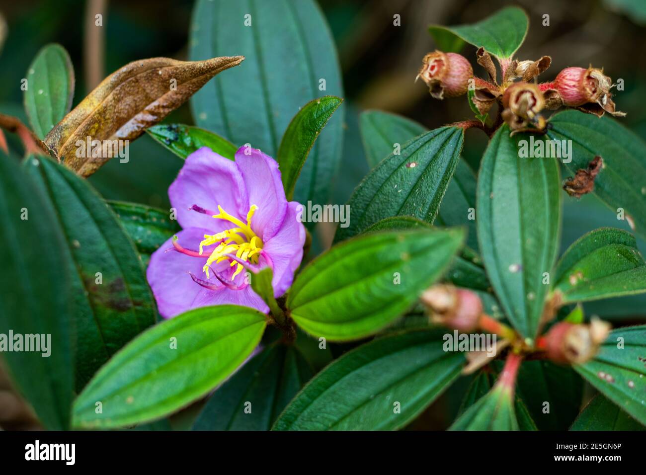 Indische Rhododendron oder Melastoma malabathricum Familie der Melastomataceae Stockfoto