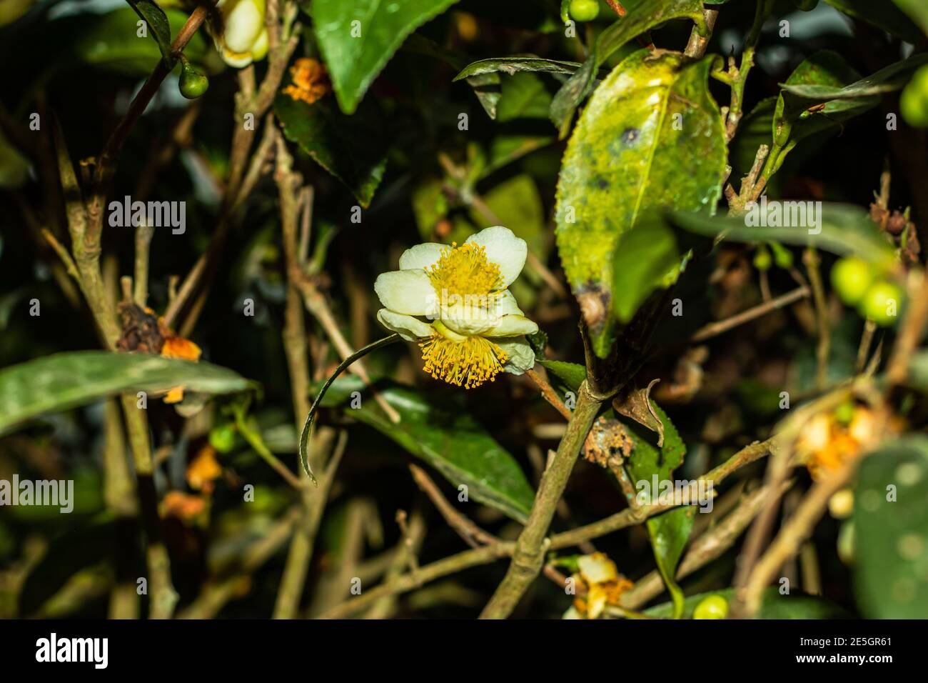 Die Teepflanze oder Camellia sinensis ist ein Mitglied von Die Familie