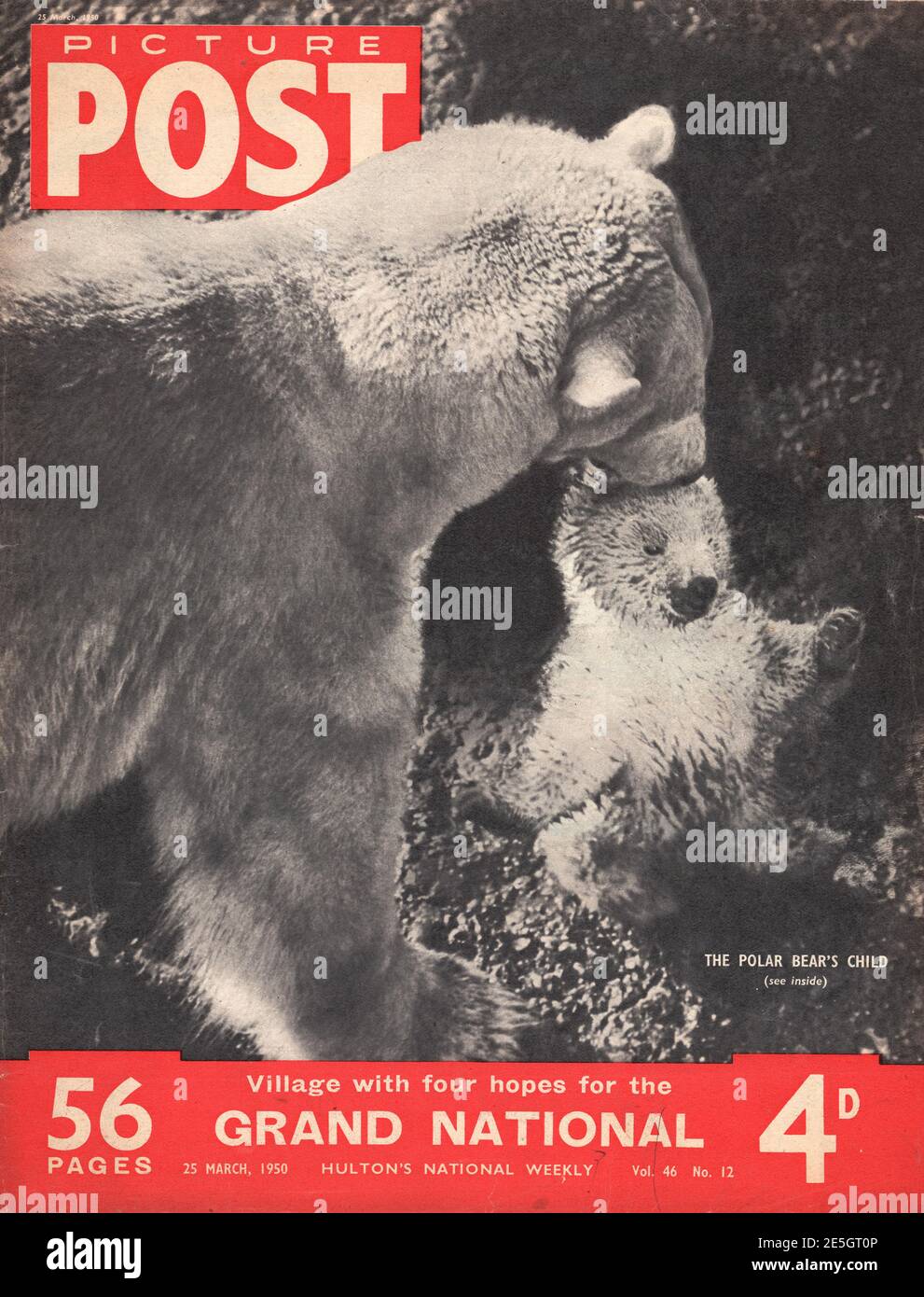 1950 Bild Posteinband Brumas das Eisbärenjunge Stockfoto