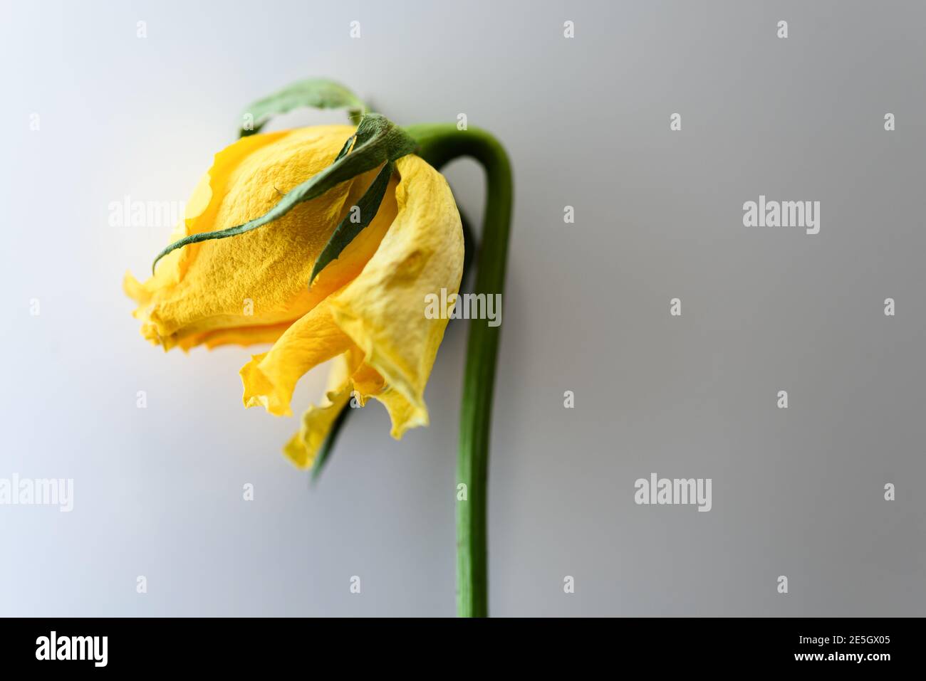 Verblasste gelbe Rose auf weißem Hintergrund Stockfoto