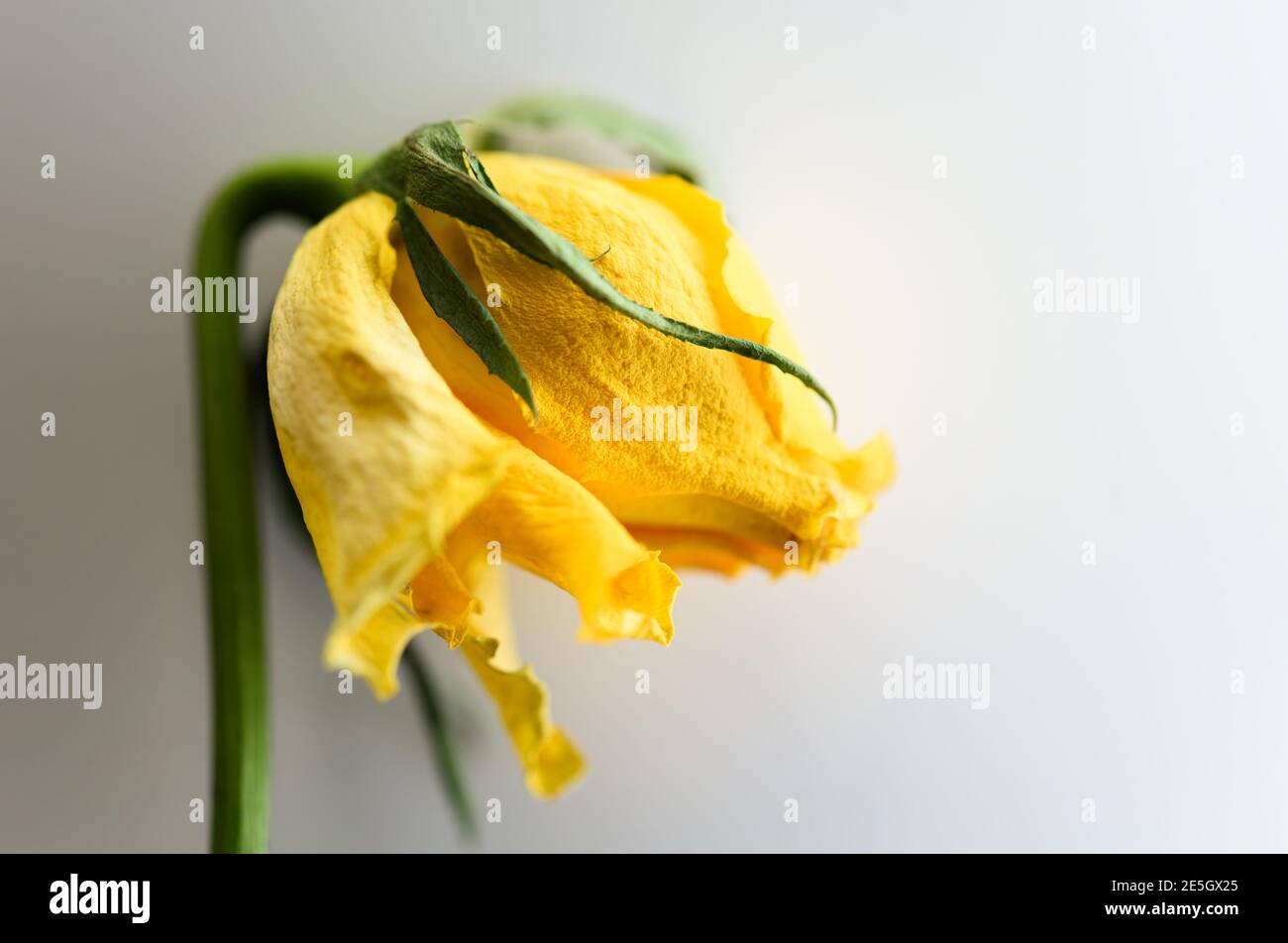 Verblasste gelbe Rose auf weißem Hintergrund Stockfoto