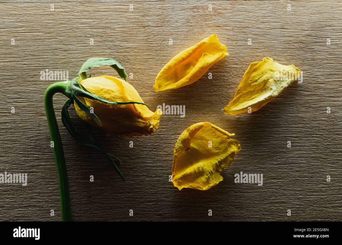 Verblasste gelbe Rose und verwelkend Blütenblätter auf Holz Hintergrund Stockfoto