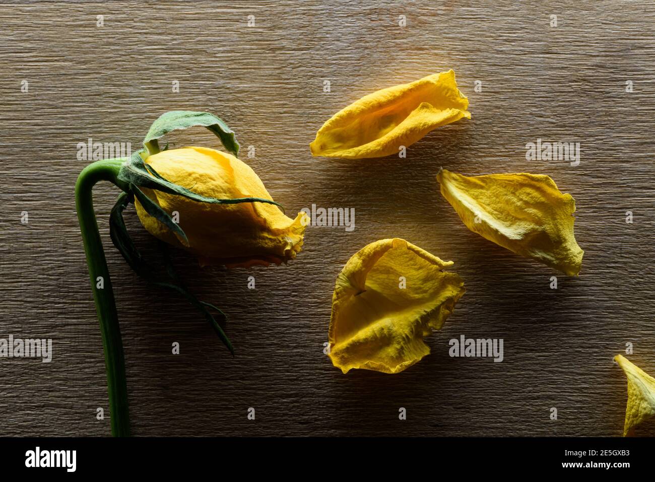 Verblasste gelbe Rose und verwelkend Blütenblätter auf Holz Hintergrund Stockfoto