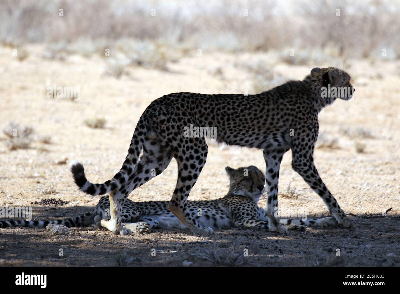 Gepard unterwegs Mittags Besuch der Kgalagadi Stockfoto