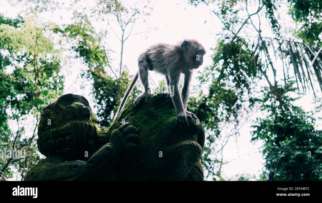 Kleiner grauer Affe klettert in Bali, Indonesien, auf die grüne Moossteinstatue des Affen. Stockfoto