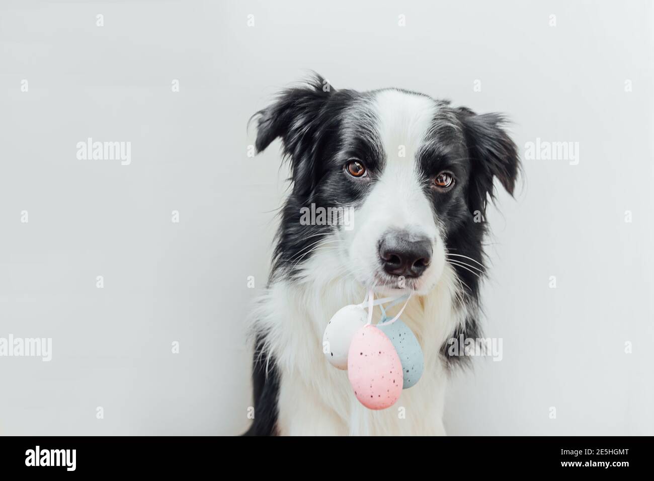 Frohe Ostern Konzept. Vorbereitung auf den Urlaub. Cute Welpen Hund Grenze Collie hält Ostern bunte Eier im Mund isoliert auf weißem Hintergrund. Feder Stockfoto