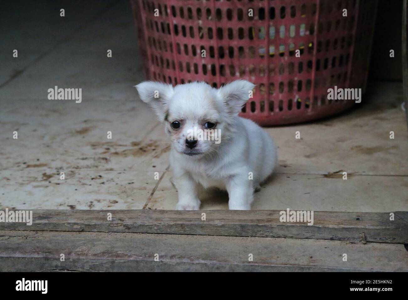 Ein weißer Hund in einem vietnamesischen Bauernhaus Stockfoto
