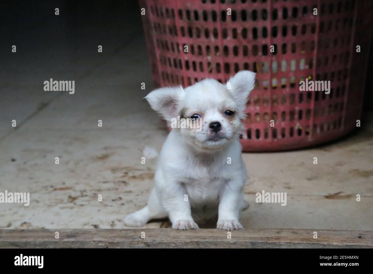 Ein weißer Hund in einem vietnamesischen Bauernhaus Stockfoto