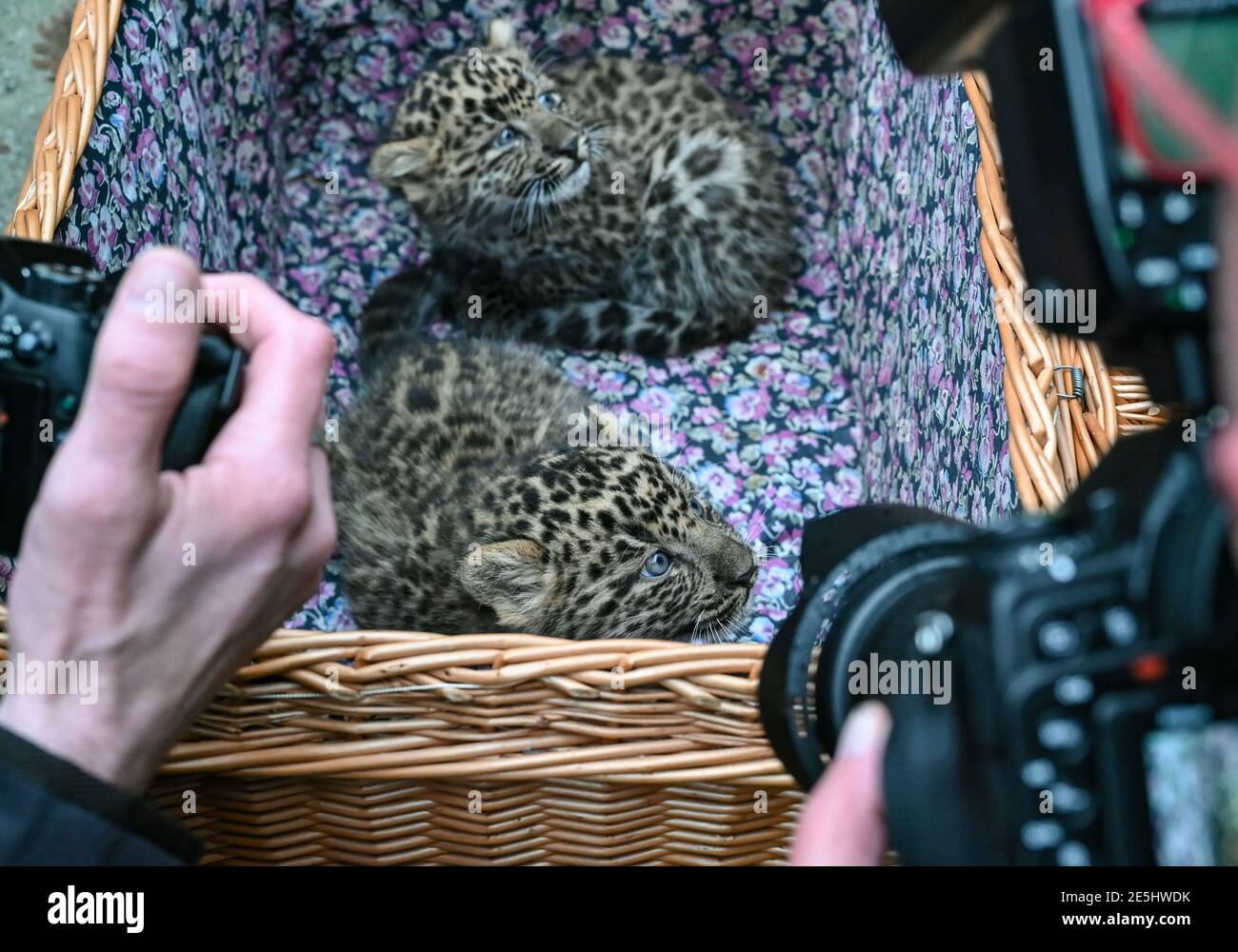 28. Januar 2021, Brandenburg, Cottbus: Zwei junge China-Leoparden schauen aus einem Weidenkorb im Cottbus Zoo. Der Cottbus Zoo hat mit den China-Leoparden einen wichtigen Zuchterfolg erzielt. Ein neu gebildetes Zuchtpaar hat nun erstmals Nachwuchs bekommen. Wie für Leoparden typisch, verbrachten die Jungen ihre ersten Wochen völlig ungestört in der Wurfkiste und beginnen nun, ihre Umgebung und auch das Außengehege zu erkunden. Leopardin 'Shira' stammt aus der Zucht des Zoos Gotha und kümmert sich hervorragend und sehr entspannt um ihren ersten Wurf. Vater der Jungen ist 'Sian', wh Stockfoto