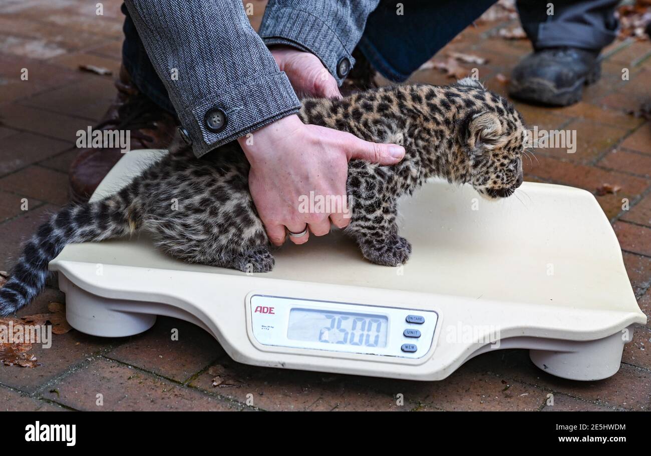 28. Januar 2021, Brandenburg, Cottbus: Ein junger China-Leopard wird im Cottbus Zoo gewogen. Der Cottbus Zoo hat mit den China-Leoparden einen wichtigen Zuchterfolg erzielt. Ein neu gebildetes Zuchtpaar hatte nun zum ersten Mal Nachkommen und zwei kleine männliche Jungen. Wie für Leoparden typisch, verbrachten die Jungen ihre ersten Wochen völlig ungestört in der Wurfkiste und beginnen nun, ihre Umgebung und auch das Außengehege zu erkunden. Leopardin 'Shira' stammt aus der Zucht des Zoos Gotha und kümmert sich hervorragend und sehr entspannt um ihren ersten Wurf. Vater der Jungen ist 'Sian' Stockfoto