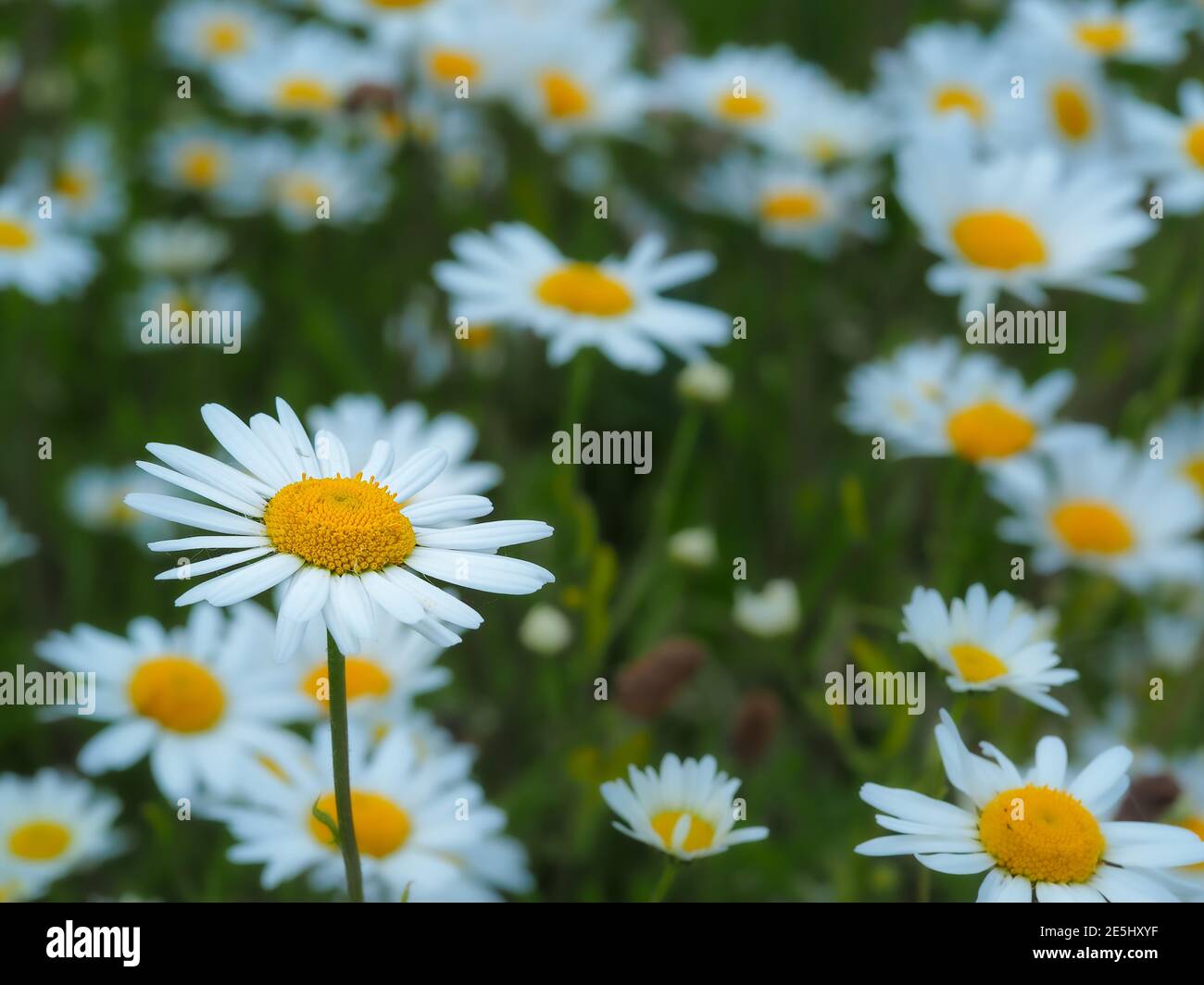 Hübsche weiße Ochsenblumen, Leucanthemum vulgare, blühend auf einer Sommerwiese Stockfoto