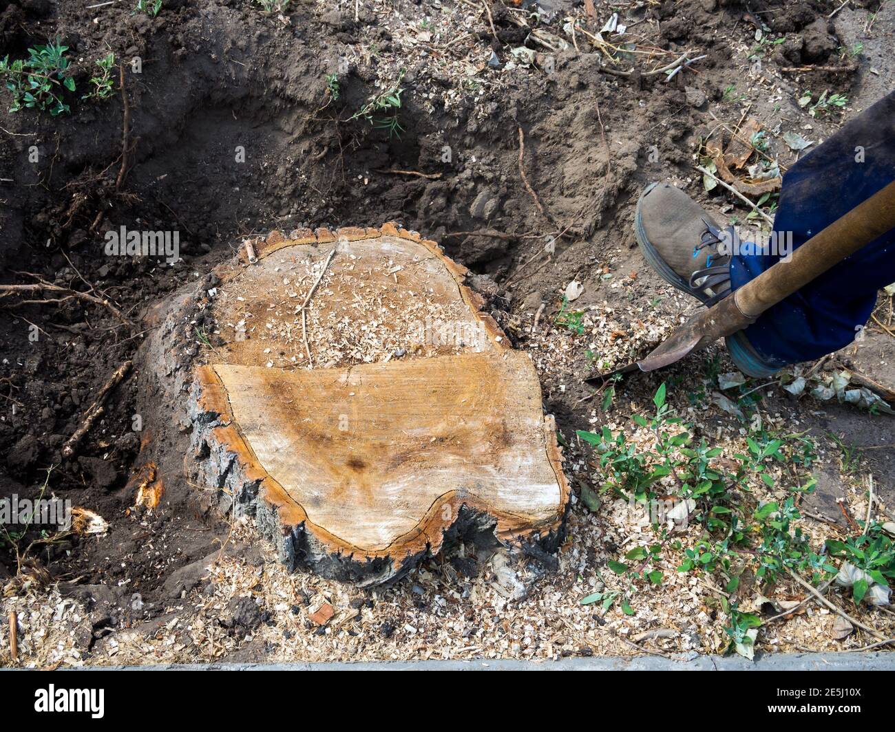 Graben in einem Baumstumpf vor der Entwurzelung Stockfoto