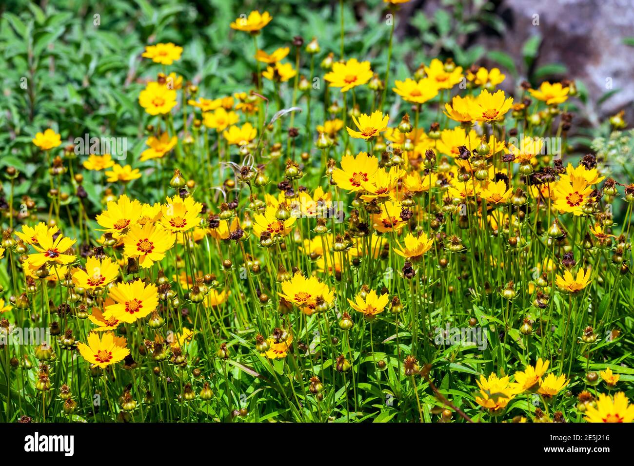 Coreopsis lanceolata 'Sterntaler' eine Sommerblüte mit gelber Sommerblüte von Juni bis September und allgemein bekannt als Tickseed, sto Stockfoto