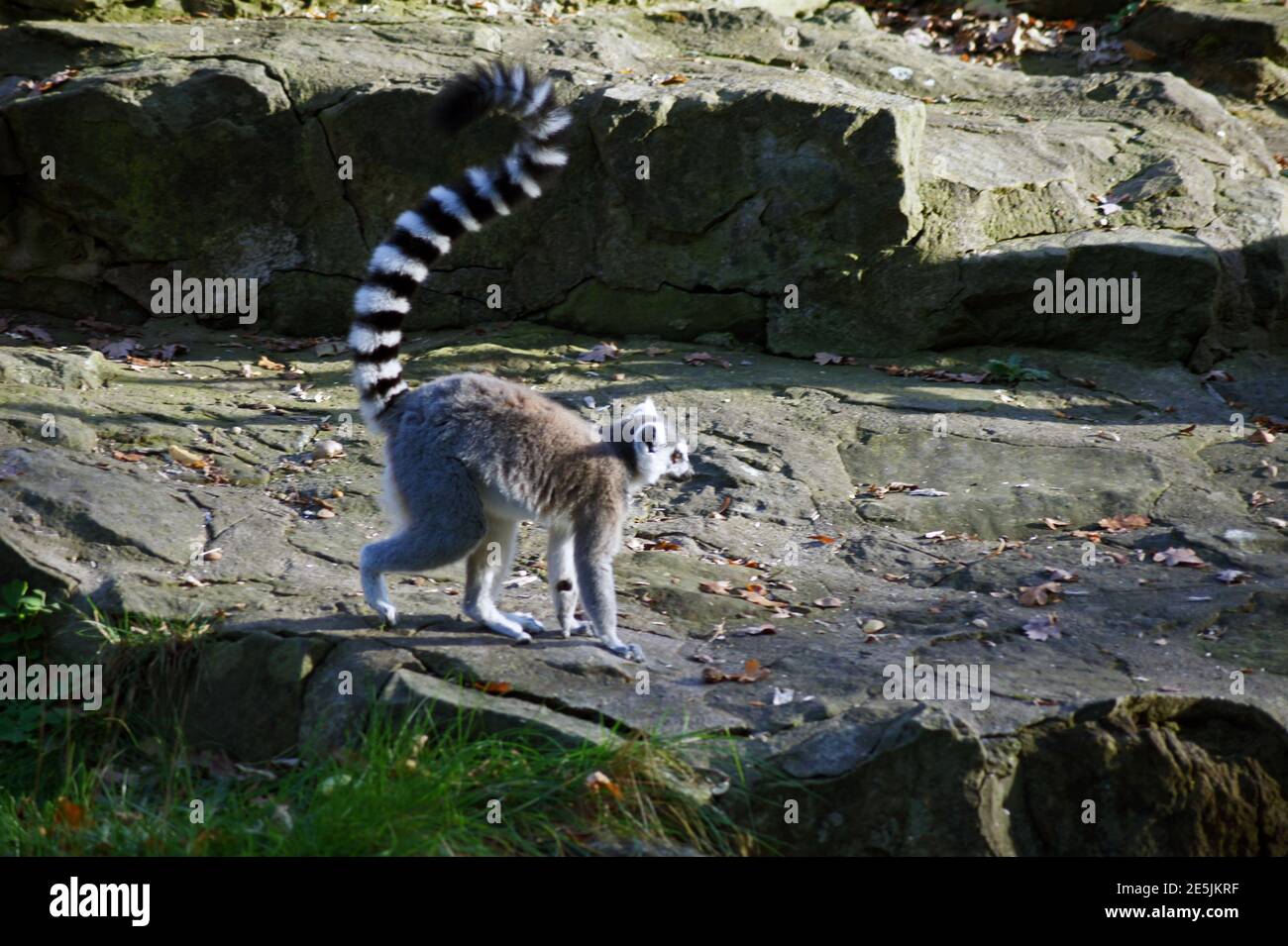 Konig Julian Stockfotos Und Bilder Kaufen Alamy