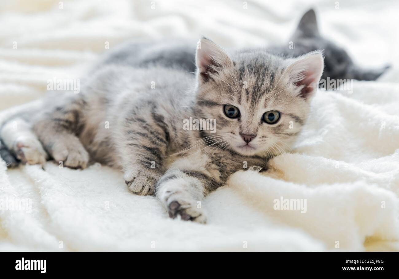 Kätzchen entspannen liegt auf weißen weichen Decke. Katzen ruhen sich auf dem Bett aus. Bequemes Haustier Katze Porträt liegt bei gemütlichen zu Hause auf weißen weichen Decke. Lange Bahn Stockfoto