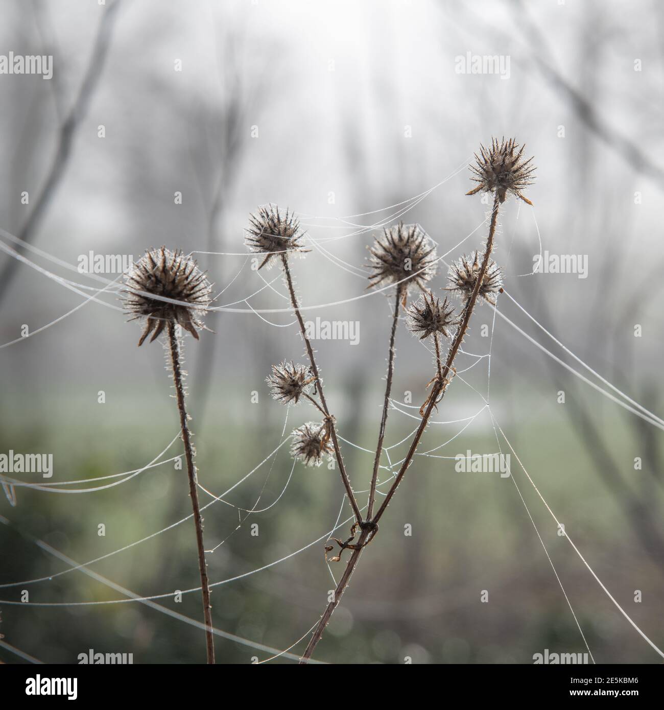 Tau auf Spinnennetz am Morgen Stockfoto