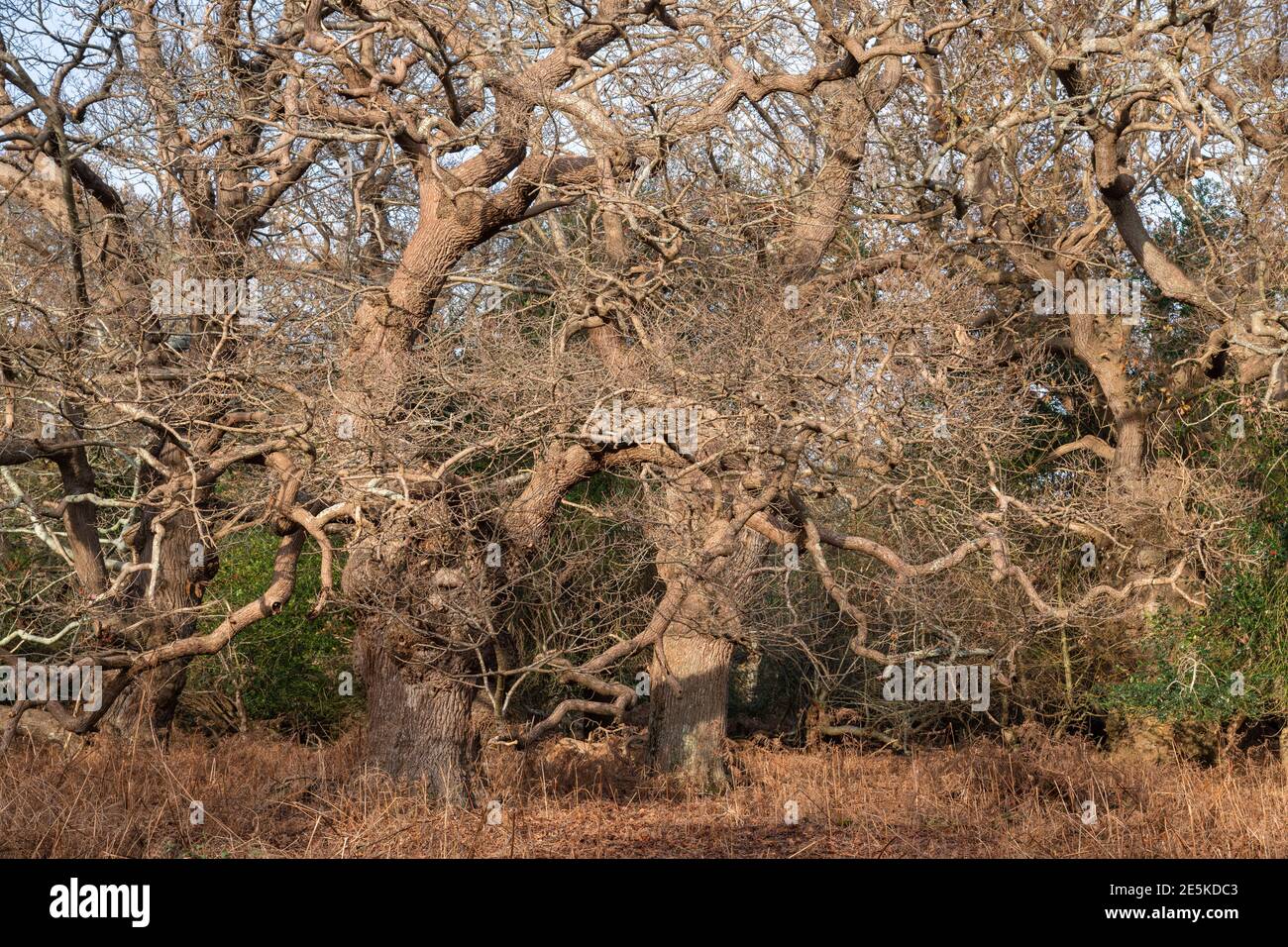 Rendlesham Eichen Stockfoto