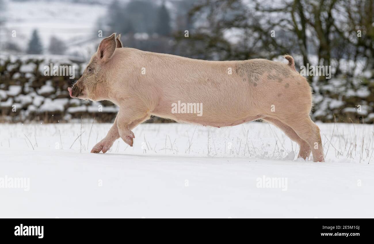 Hawes, North Yorkshire, Großbritannien. Glückliche Schweine brauchten ihre Decken sicherlich nicht für einen Galopp im Schnee, da sie sich amüsieren konnten Stockfoto