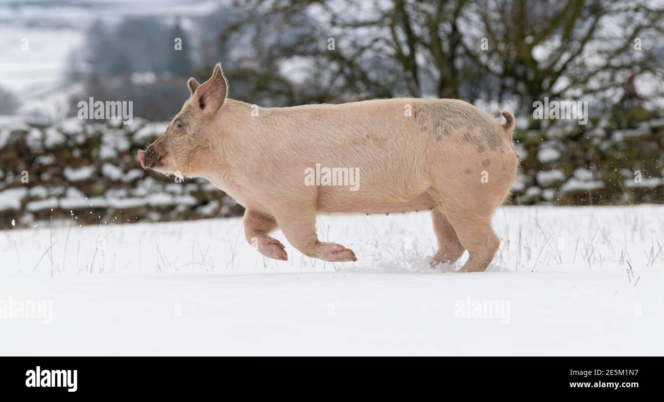 Hawes, North Yorkshire, Großbritannien. Glückliche Schweine brauchten ihre Decken sicherlich nicht für einen Galopp im Schnee, da sie sich amüsieren konnten Stockfoto