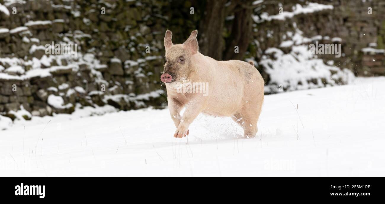 Hawes, North Yorkshire, Großbritannien. Glückliche Schweine brauchten ihre Decken sicherlich nicht für einen Galopp im Schnee, da sie sich amüsieren konnten Stockfoto