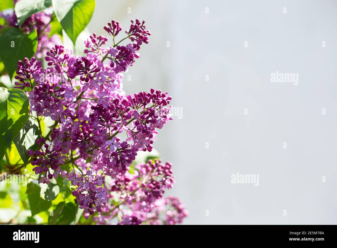 Frühling blühende Blüten von Flieder auf Flieder Büsche. Natürlicher Hintergrund mit Kopierbereich, für Text außen platzieren. Stockfoto