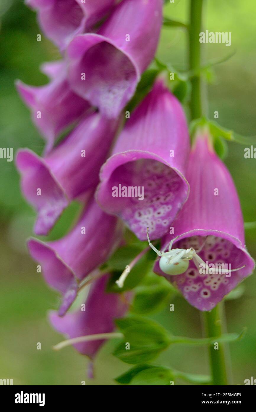 Nahaufnahme einer Spinne wartet auf preys in einem Digitalis purpurea Lant Stockfoto