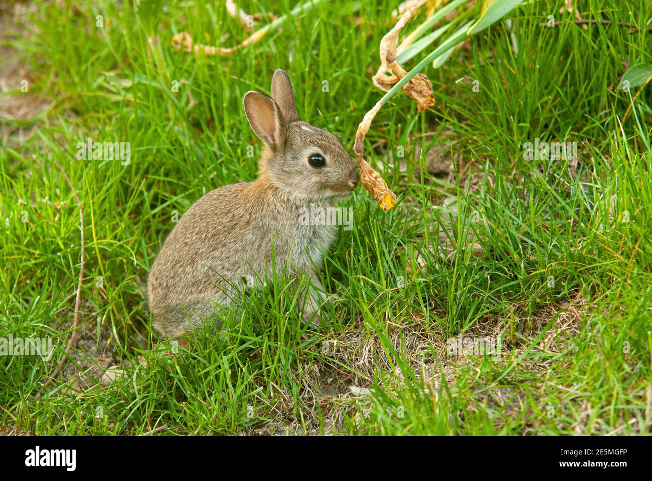 Kaninchen auf der Weide. Stockfoto