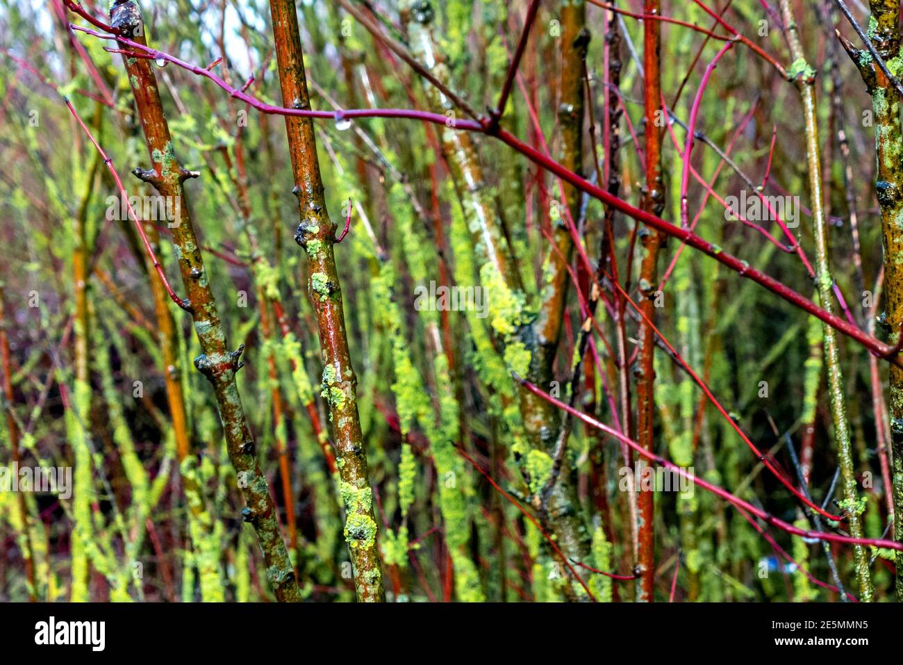 Brighton, 24. Januar 2021: Dogwood, Cornus Alba, wächst am Stadtrand von Brighton Stockfoto