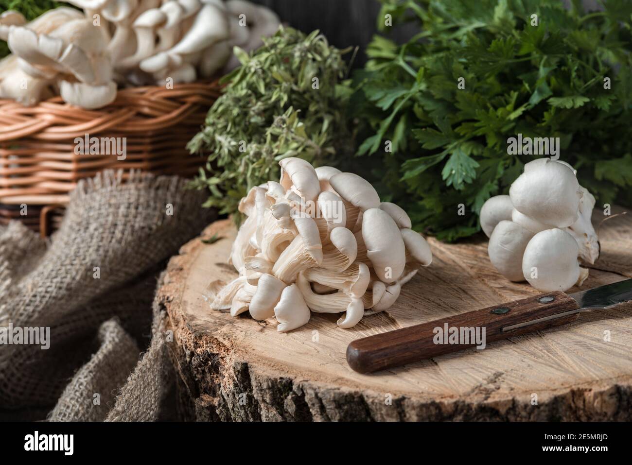 Rohe Austernpilze mit Messer am Querschnitt des großen alten Baumes auf einem rustikalen Tisch. Korb mit Pilzen und frischen Kräutern im Hintergrund. Stockfoto