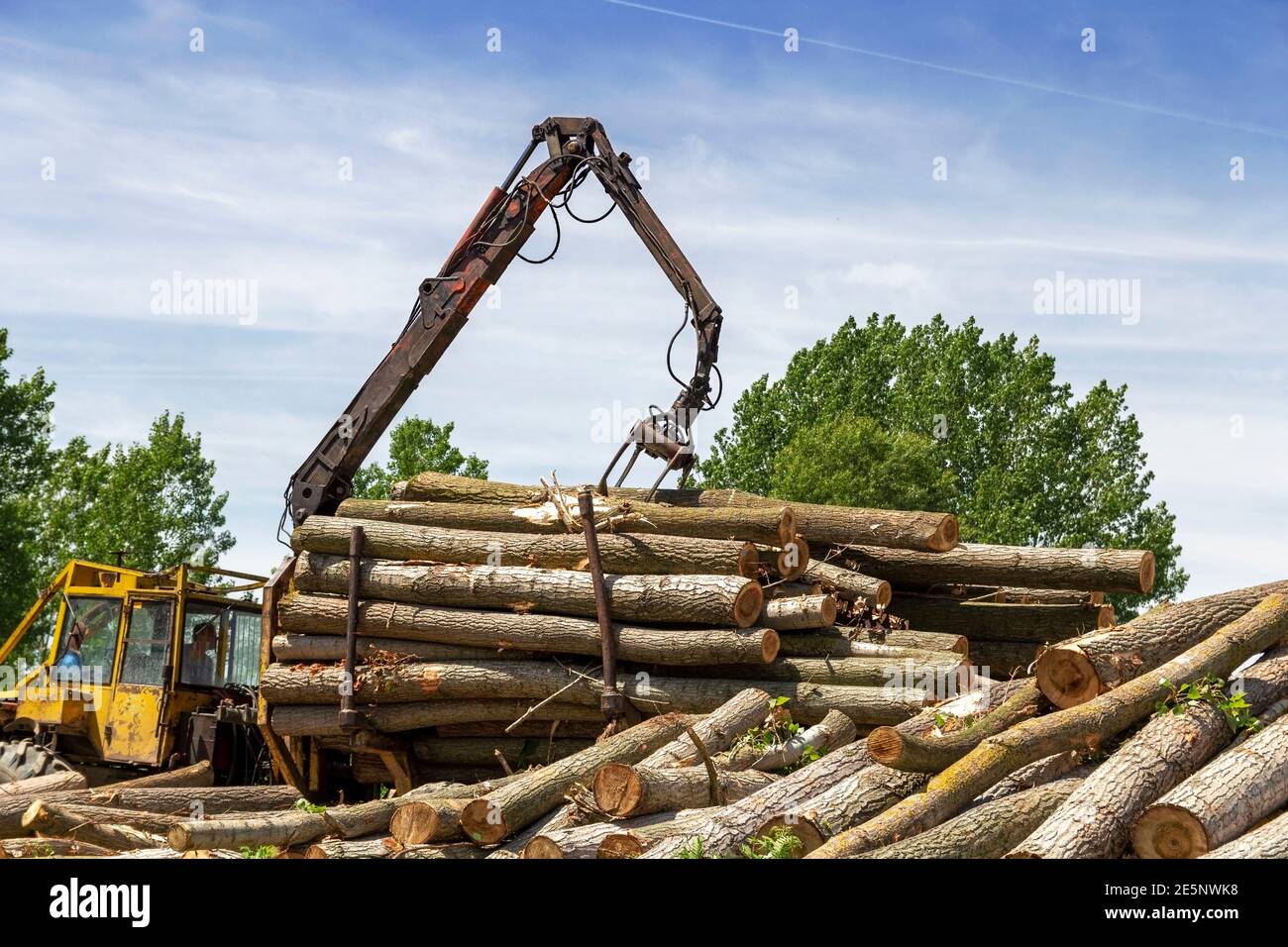 Baumstämme mit Holzkran auf einen Stapel laden. Forstbetrieb Logging Fahrzeug im Dienst. Holzindustrie und Auswirkungen auf die Umwelt. Stockfoto