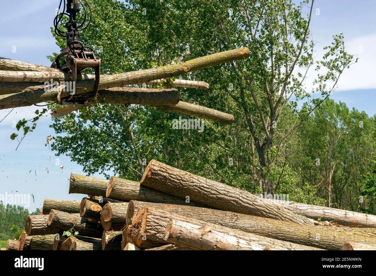 Bündel von Baumstämme in EINEM Krangreifer. Baumstämme mit Holzkran auf einen Stapel laden. Holzindustrie und Auswirkungen auf die Umwelt. Stockfoto