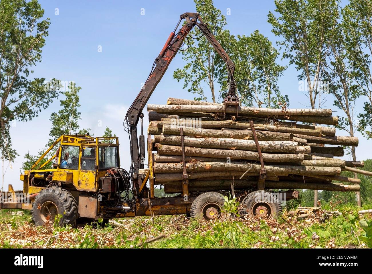 Forstbetrieb Logging Fahrzeug im Dienst. Baumstämme mit Holzkran auf einen Stapel laden. Holzindustrie und Auswirkungen auf die Umwelt. Stockfoto