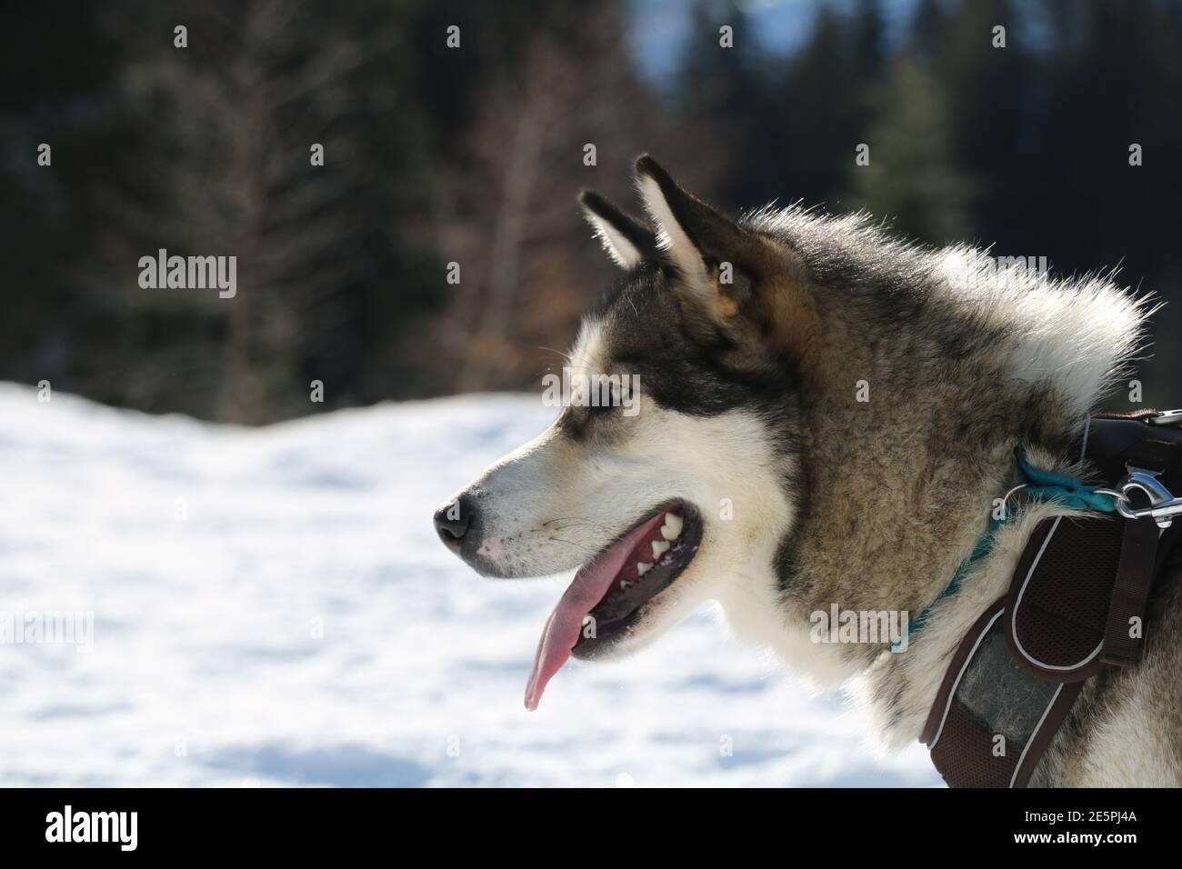 Alaskan Malamute mit Zunge draußen im Schnee auf einem Winterspaziergang im Wald Stockfoto