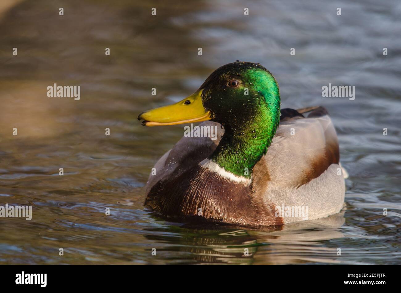 Kleine Ente schwimmt in langsam fließendem Bach Stockfoto