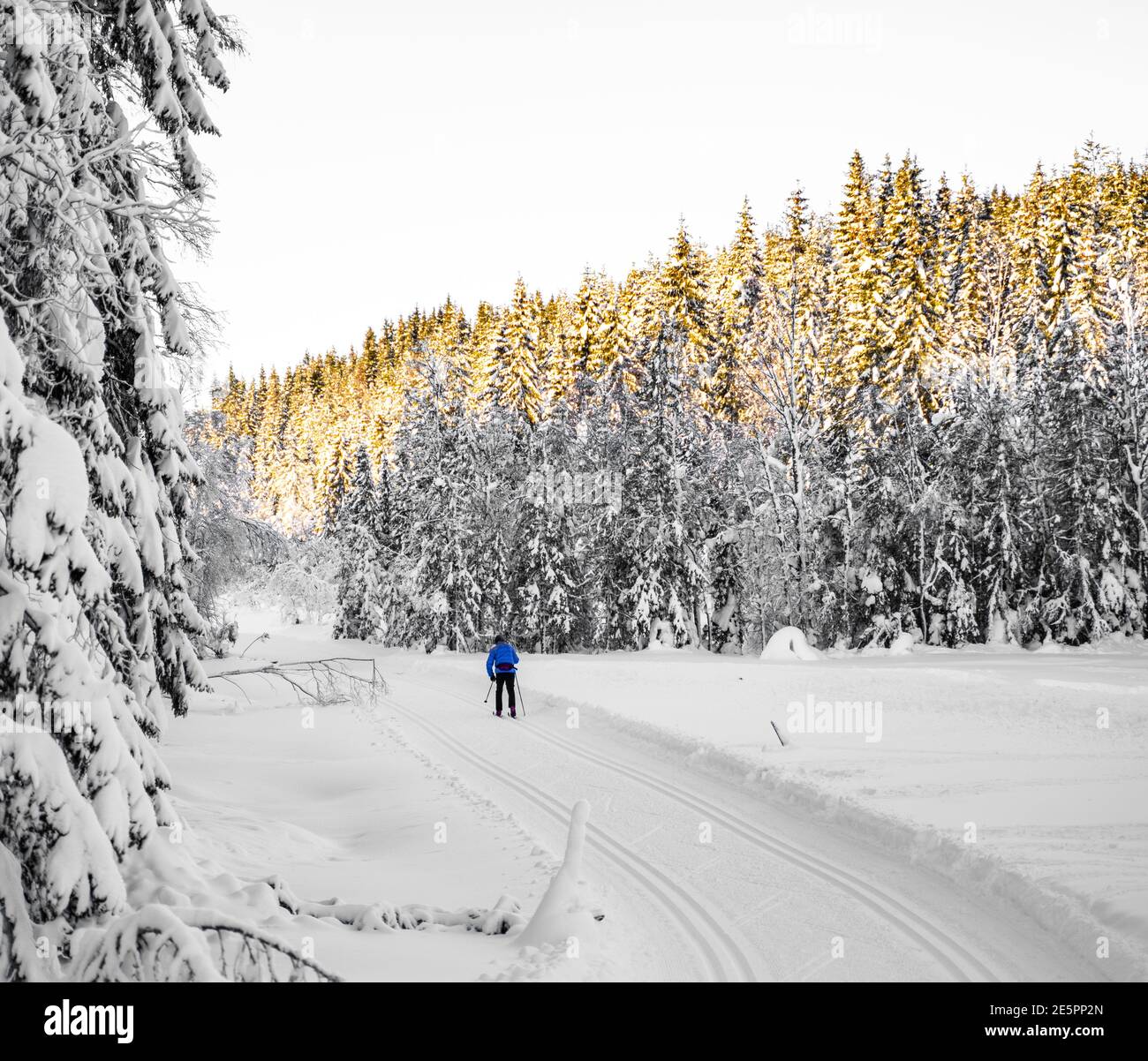 Mann, der an einem hellen Wintertag durch einen verschneiten Wald fährt. Stockfoto