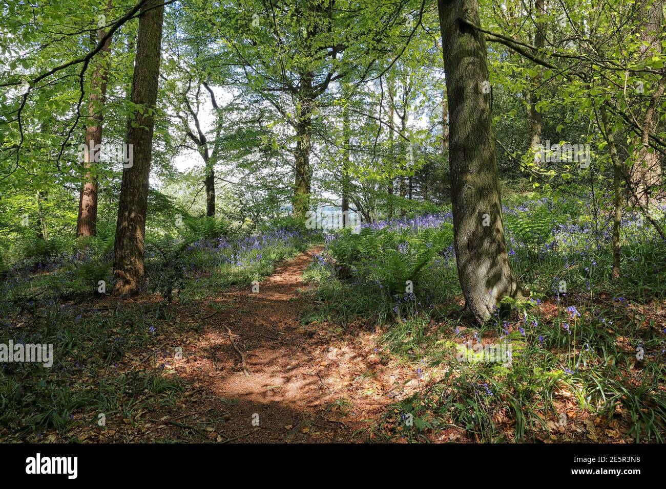 Waldlandschaft mit Bluebells (Hyacinthoides Non Scripta) Anfang Mai und schönem getucktem Sonnenlicht, 08/05/2020 Stockfoto