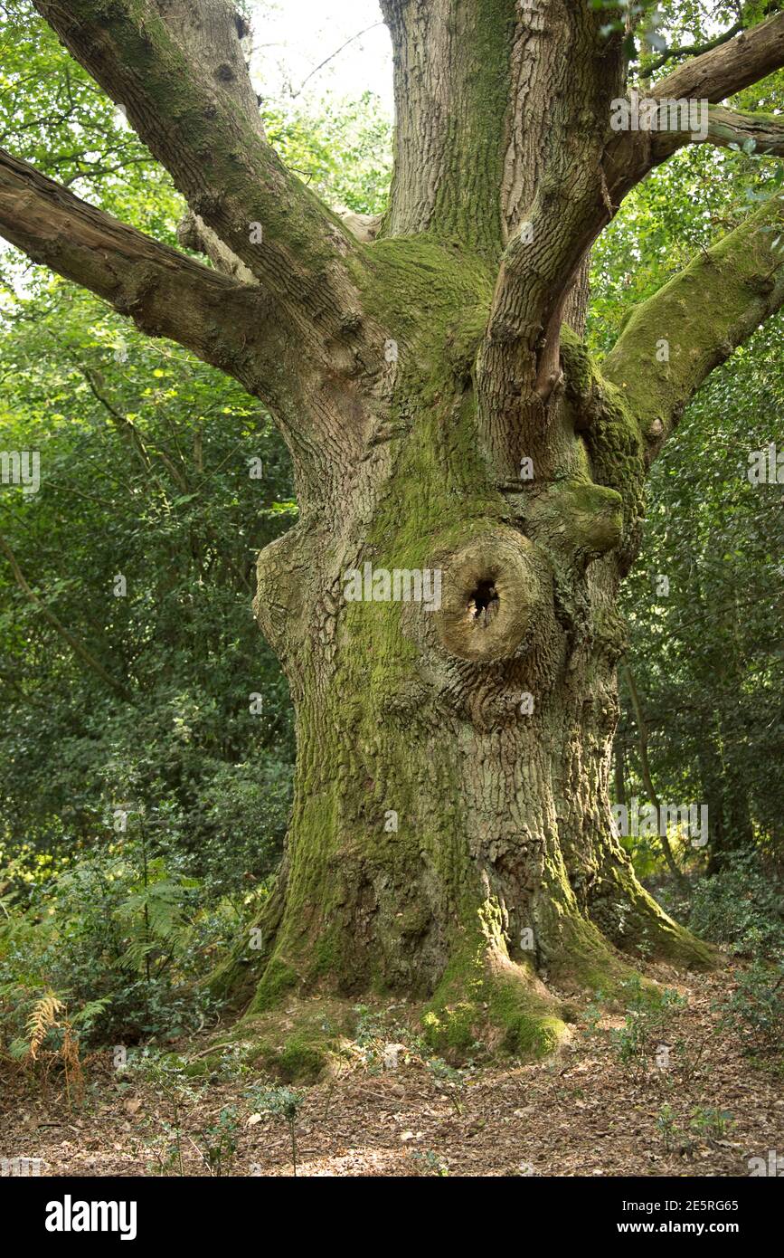 Großer Stamm einer alten Eiche (Quercus robur) im Wald mit Moos, die einen großen Teil der Rinde bedeckt, Berkshire, September Stockfoto