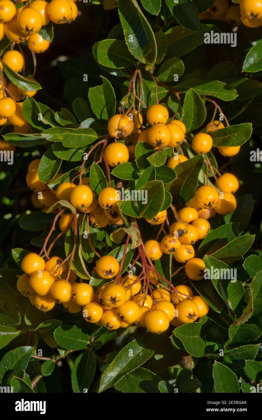 Orange runde Beeren oder Pomes von schmalblättrigen firethorn (Pyramicantha angustifolia) im Spätsommer, Berkshire, September Stockfoto