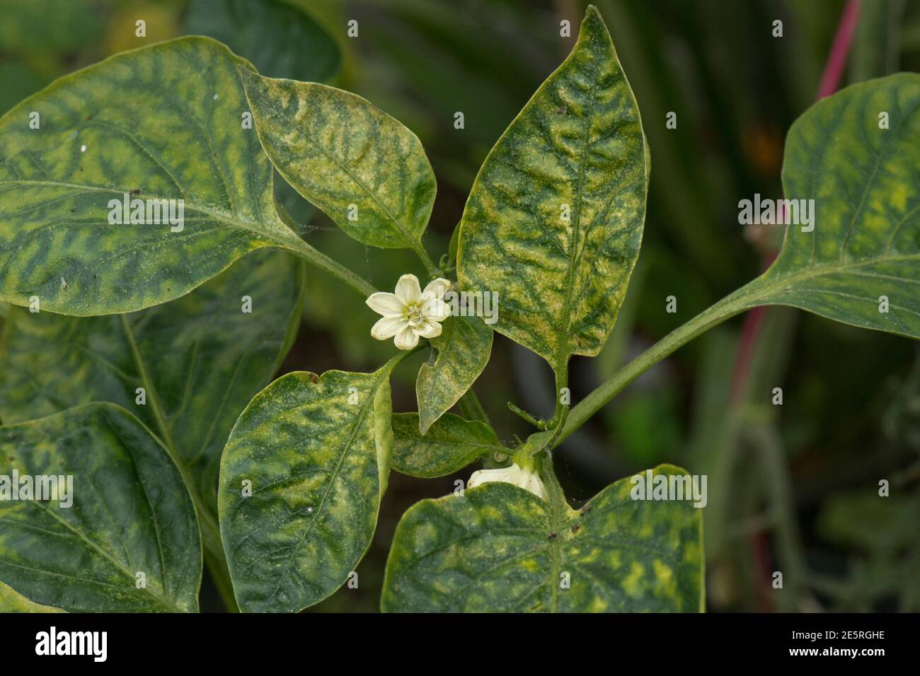 Zweifleckige Spinnmilbe (Tetranychus urticae) Schaden an Paprika-Blättern in einem Gartengewächshaus, Berkshire, August Stockfoto