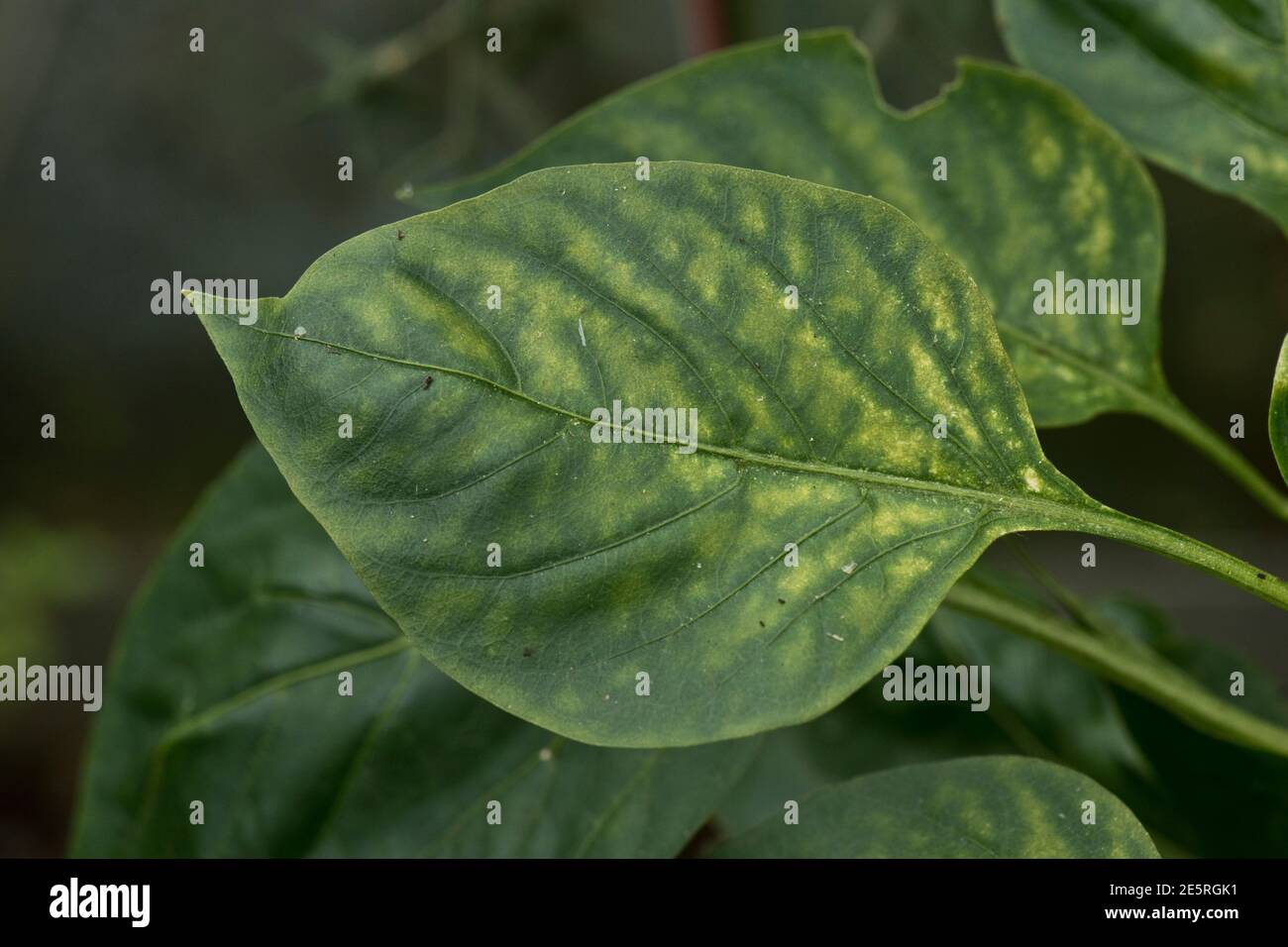 Zweifleckige Spinnmilbe (Tetranychus urticae) Schaden an Paprika-Blättern in einem Gartengewächshaus, Berkshire, August Stockfoto