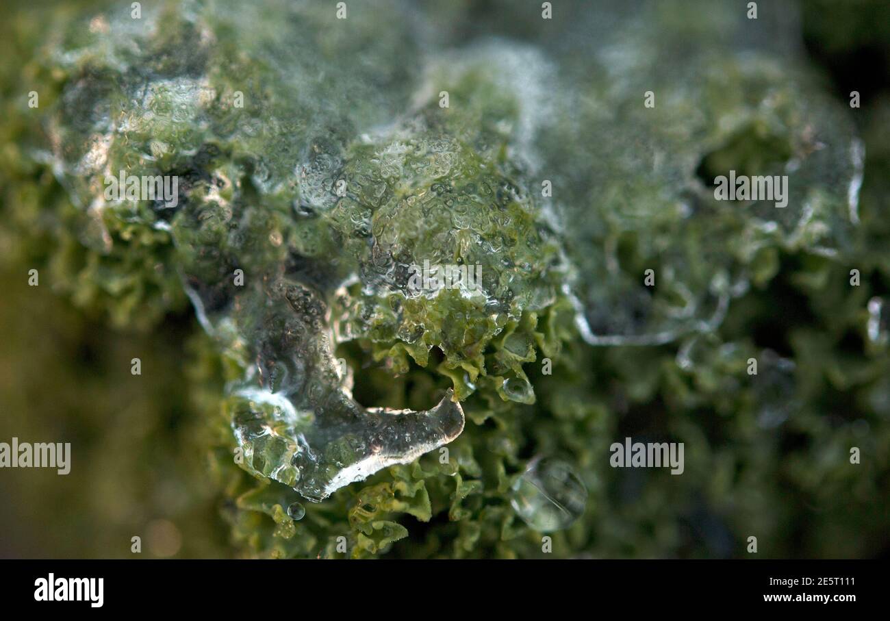 Am frühen Morgen bildet sich Eis auf Curly Kale, Brassica oleracea, Kilbrannish South, Mount Leinster, County Wexford, Irland, Europa Stockfoto
