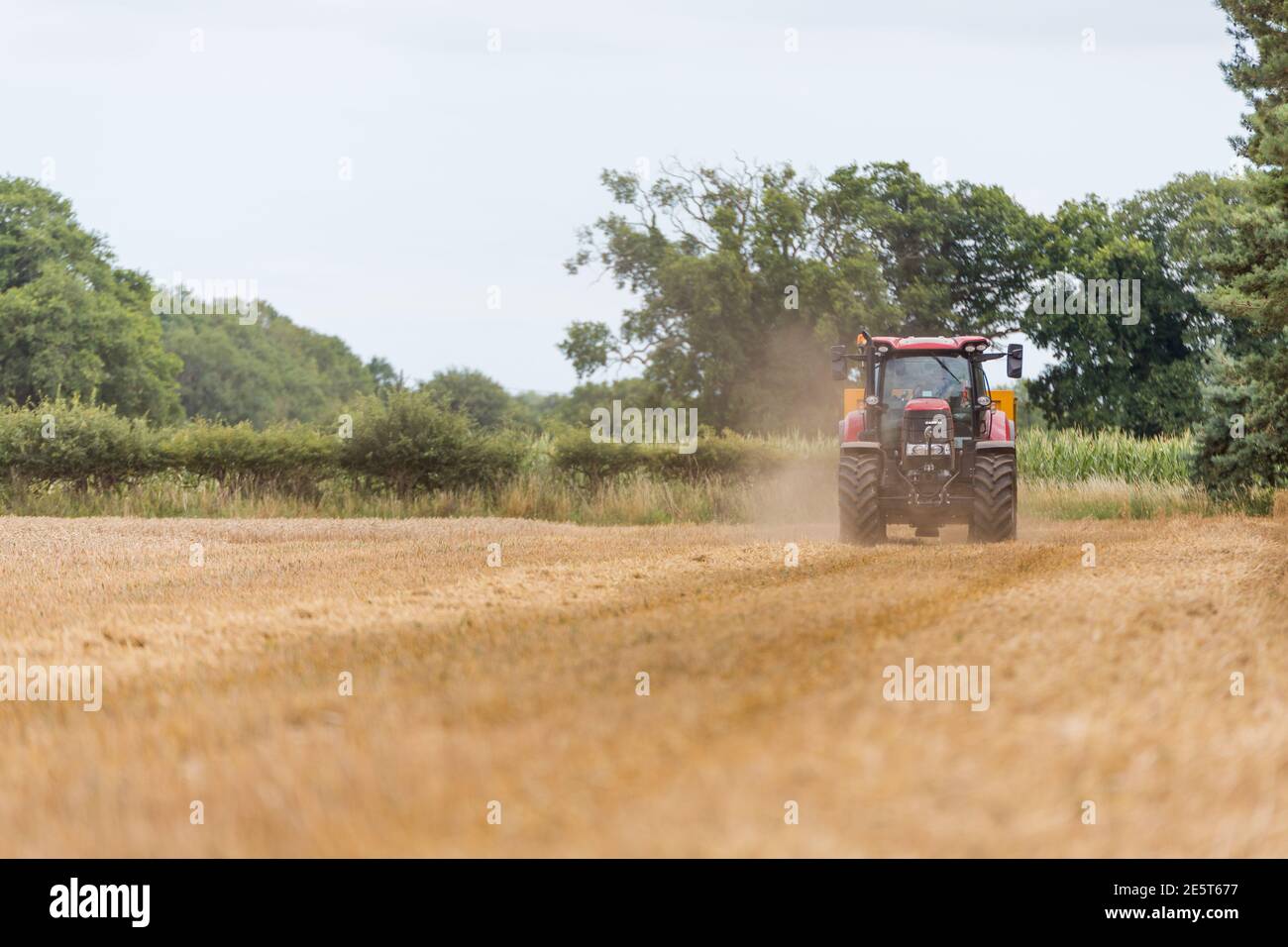 Woodbridge, Suffolk UK August 02 2020: Mähdrescher erntet reifen Weizen - Landwirtschaft, Landwirtschaft, Lebensmittel, Erntekonzept Stockfoto