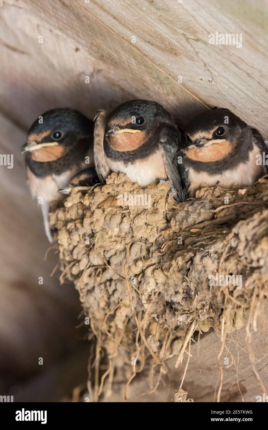 Europäische Stallschwalbe (Hirundo rustica) Jungvögel im Nest, Northumberland, Großbritannien Stockfoto